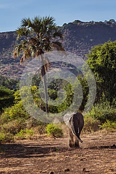African landscape with walking elephant