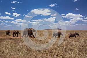 African landscape walking elephant family