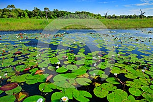 African landscape, water lily with green leaves on the water surface with blue sky, Okavango delta, Moremi, Botswana. River and gr