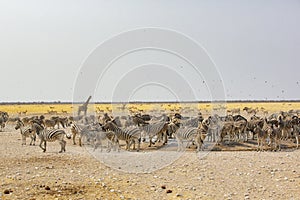 African Landscape: Wildlife at Busy Waterhole
