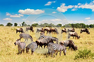 African landscape. Zebra and wildebeests grazing in a grass of african savannah. Masai Mara national Reserve, Kenya