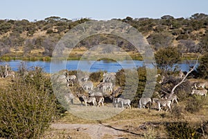 African Landscape: Zebras by River