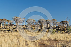 African landscapes - Quiver Tree Forest Namibia