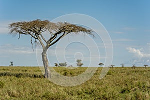 African landscapes - Serengeti National Park Tanzania