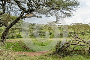 African landscapes - Serengeti National Park Tanzania