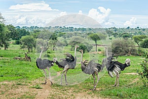 African landscapes - Tarangire NP Tanzania