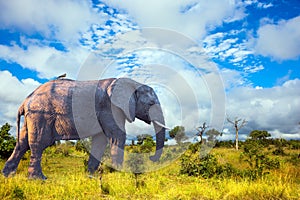 African large savanna elephant