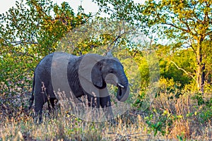 African large savanna elephant
