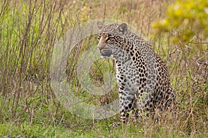 African leopard