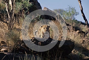 African leopard