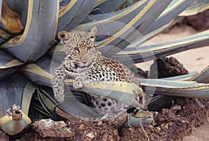 African leopard