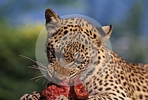 African leopard