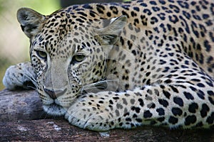 African Leopard