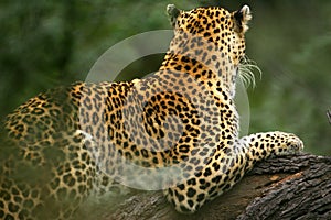 African Leopard