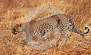 African leopard