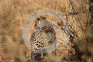 African Leopard 7289