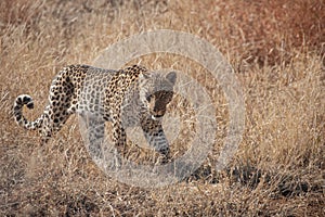 African Leopard 9303