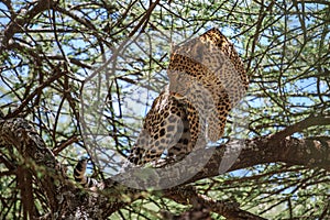 An African Leopard in an Acacia tree