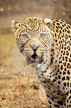 African leopard in the African savannah  in the Kruger National Park