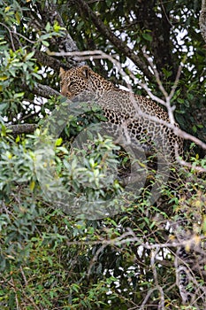 African leopard in ambush on a tree. Masai Mara, Kenya