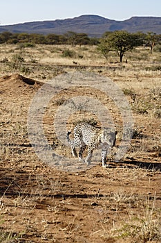 African leopard approaches in dry grass with acacia trees trees and purple mountains behind at Okonjima Nature Reserve, Namibia