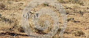 African leopard approaches through dry grass in bright early morning sunlight at Okonjima Nature Reserve, Namibia