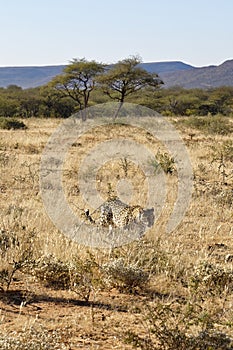 African leopard approaches through dry grass and bush-veld at Okonjima Nature Reserve, Namibia