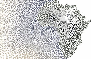 African leopard - Background of the continent map