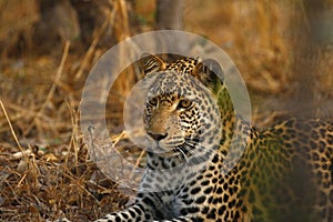 An African Leopard a Beautiful Big Cat
