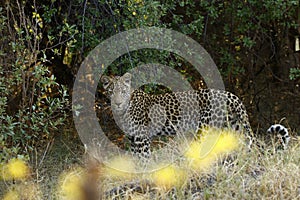 An African Leopard a Beautiful Big Cat