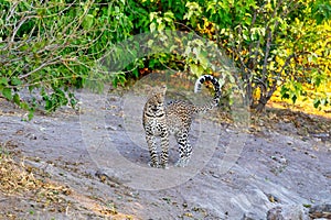 African leopard Chobe Botswana, Africa wildlife