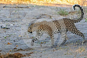 African leopard Chobe Botswana, Africa wildlife