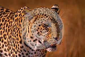 African leopard, close-up detail portrait. Leopard golden grass sunset, Savuti, Chobe NP, in Botswana, Africa. Big spotted cat in