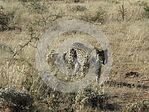 African leopard coming towards camera in early morning light at Okonjima Nature Reserve, Namibia