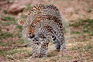 African Leopard crouched down getting ready to pounce on un suspecting prey, south Luangwa National Park, Zambia