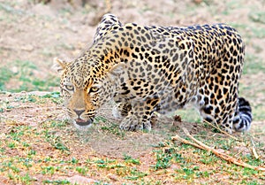 African leopard crouching getting ready to pounce on it`s prey. South Luangwa national park, zambia