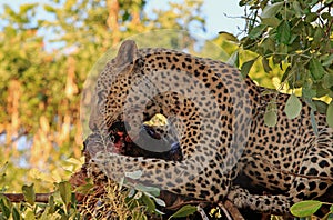 African Leopard devouring a recent kill while resting in a tree in South Luangwa National Park, Zambia,