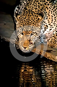 African Leopard drinking at night in greater Kruger National Par