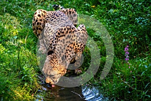 African leopard drinks water from the stream