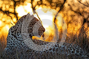 African Leopard at dusk