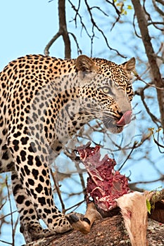 African leopard eating