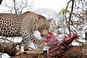 African leopard eating