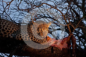 African leopard feeding
