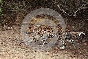 The African leopard feline is walking.