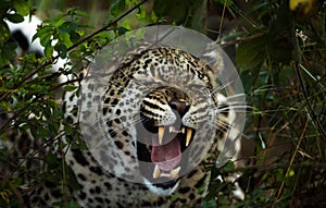 African Leopard at a game resurve