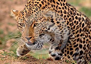 African Leopard getting ready to pounce with front paw elevated in motion