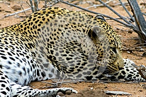 African Leopard in greater Kruger National Park, South Africa