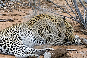 African Leopard in greater Kruger National Park, South Africa