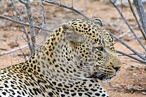 African Leopard in greater Kruger National Park, South Africa