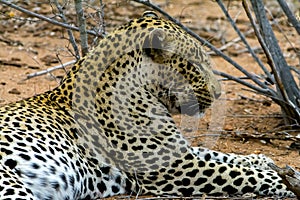 African Leopard in greater Kruger National Park, South Africa